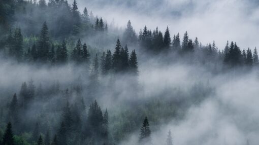 Natural Capital PR Case Study Oxygen Conservation and Mixology PR